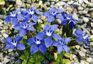 Gentiana verna